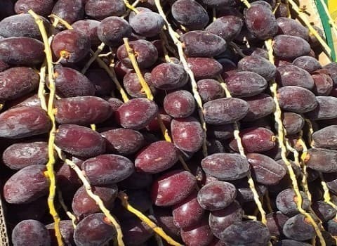 تصویر 1 از خرید و قیمت خرما مضافتی خوشه ای + فروش صادراتی